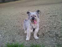 cane toccatore italiano